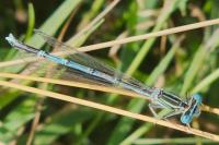 Platycnemis pennipes