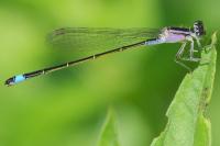 Ischnura elegans