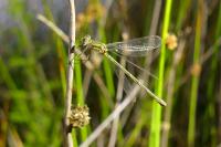 Lestes sponsa