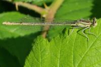 Platycnemis pennipes