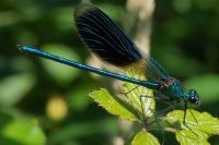 Calopteryx splendens