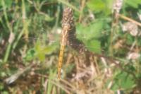 Orthetrum coerulescens