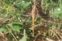 Orthetrum coerulescens