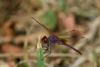 Trithemis annulata