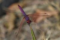 Trithemis annulata