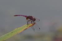 Trithemis annulata