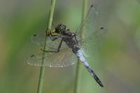 Orthetrum cancellatum