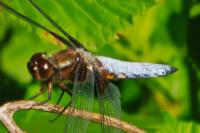 Libellula depressa