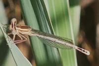 Platycnemis pennipes