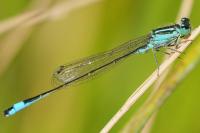 Ischnura elegans