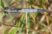 Orthetrum albistylum