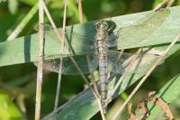Orthetrum cancellatum