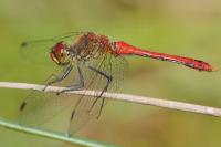 Sympetrum sanguineum