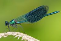 Calopteryx splendens