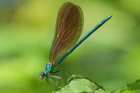 Calopteryx virgo