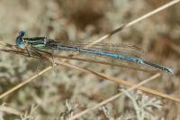 Platycnemis pennipes