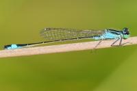 Ischnura elegans