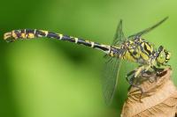 Onychogomphus forcipatus