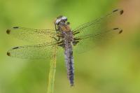 Libellula fulva