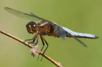 Libellula depressa