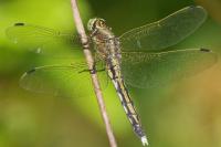 Orthetrum albistylum