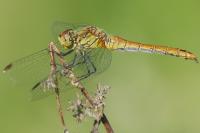 Sympetrum sanguineum
