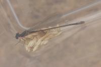Ischnura elegans