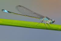 Ischnura elegans