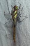 Sympetrum striolatum