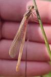 Ceriagrion tenellum