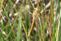 Orthetrum coerulescens
