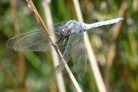 Orthetrum coerulescens