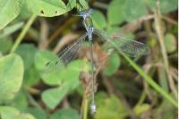 Lestes sponsa