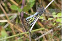 Orthetrum coerulescens