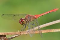 Sympetrum sanguineum