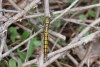 Orthetrum cancellatum