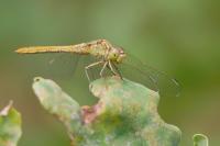 Sympetrum meridionale