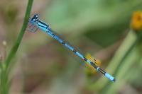 Enallagma cyathigerum