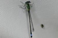Ischnura elegans