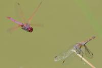 Trithemis annulata
