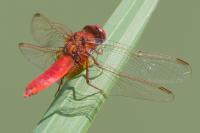 Crocothemis erythraea