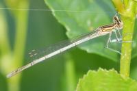 Platycnemis pennipes