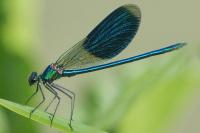 Calopteryx splendens
