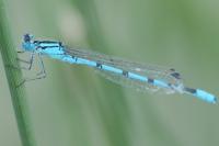 Enallagma cyathigerum