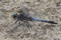 Orthetrum cancellatum