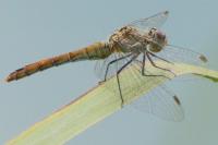 Sympetrum sanguineum