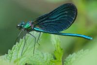 Calopteryx virgo