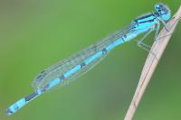 Enallagma cyathigerum