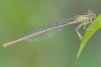 Platycnemis pennipes