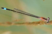 Ischnura elegans